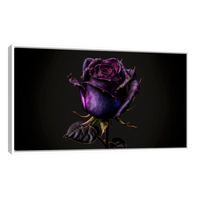 Rosa Violeta
