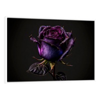 Rosa Violeta