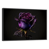 Rosa Violeta