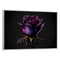 Rosa Violeta