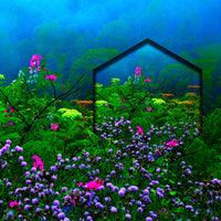 Flores En El Bosque