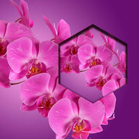 Orquideas Moradas