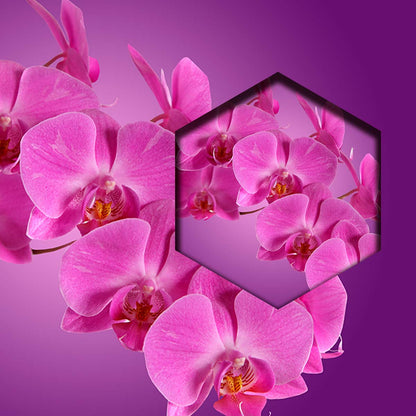 Orquideas Moradas