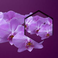 Orquideas Purpura