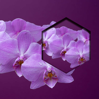 Orquideas Purpura