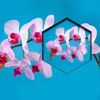 Orquideas Rosas