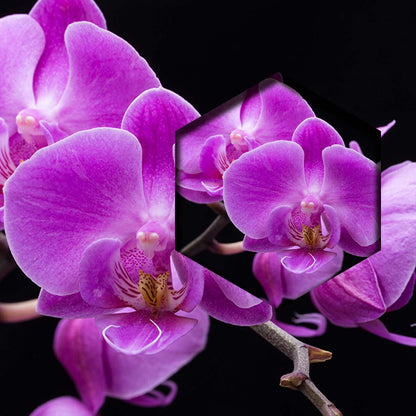 Orquideas Violeta