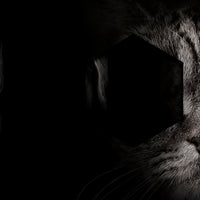 Retrato de perro y gato