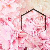Cama de Peonias Rosas