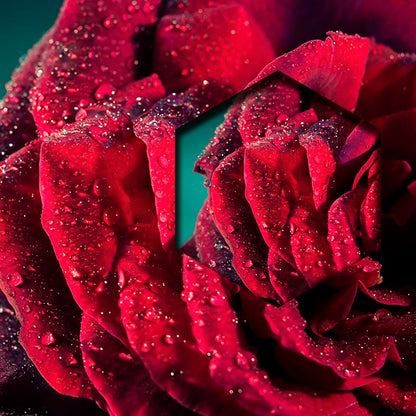 Rosa Roja con Gotas
