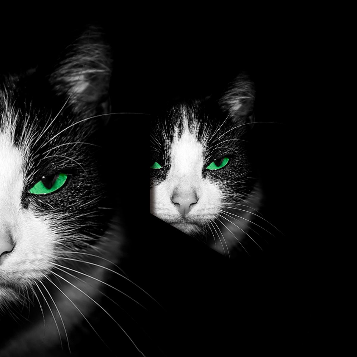 Gato con ojos verdes