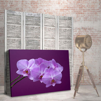 Orquideas Purpura