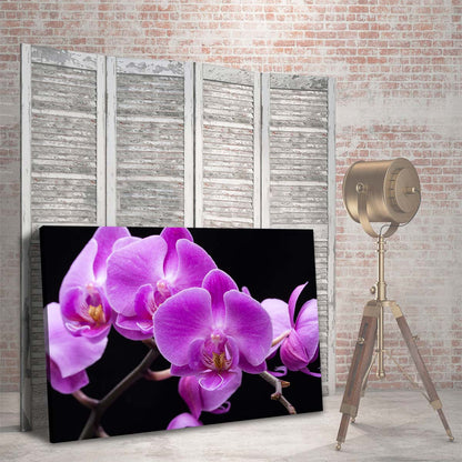 Orquideas Violeta