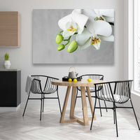 Flores Orquidea