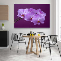 Orquideas Purpura