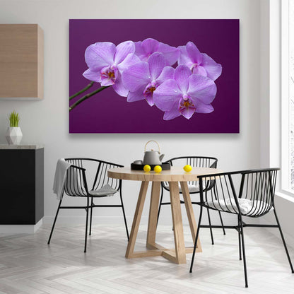 Orquideas Purpura