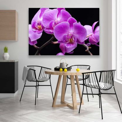 Orquideas Violeta