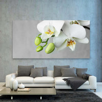 Flores Orquidea