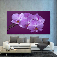 Orquideas Purpura