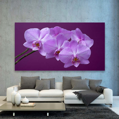 Orquideas Purpura