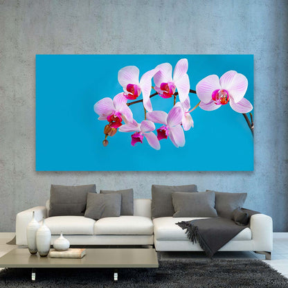 Orquideas Rosas