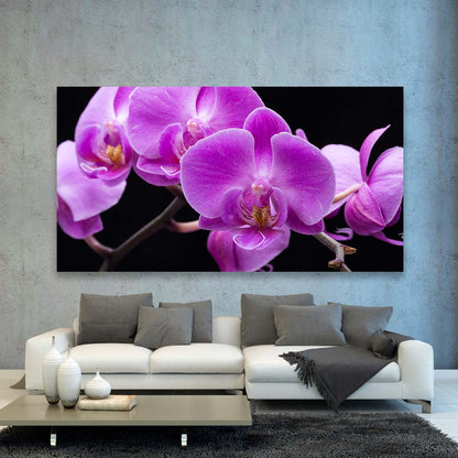 Orquideas Violeta