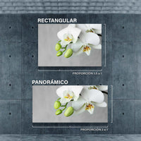 Flores Orquidea