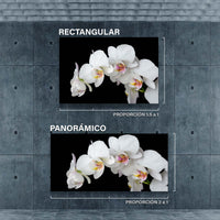 Orquideas Blancas