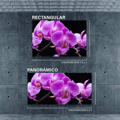 Orquideas Violeta