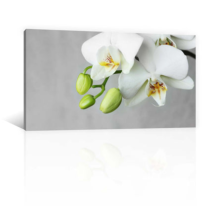 Flores Orquidea