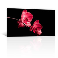 Orquidea en Negro