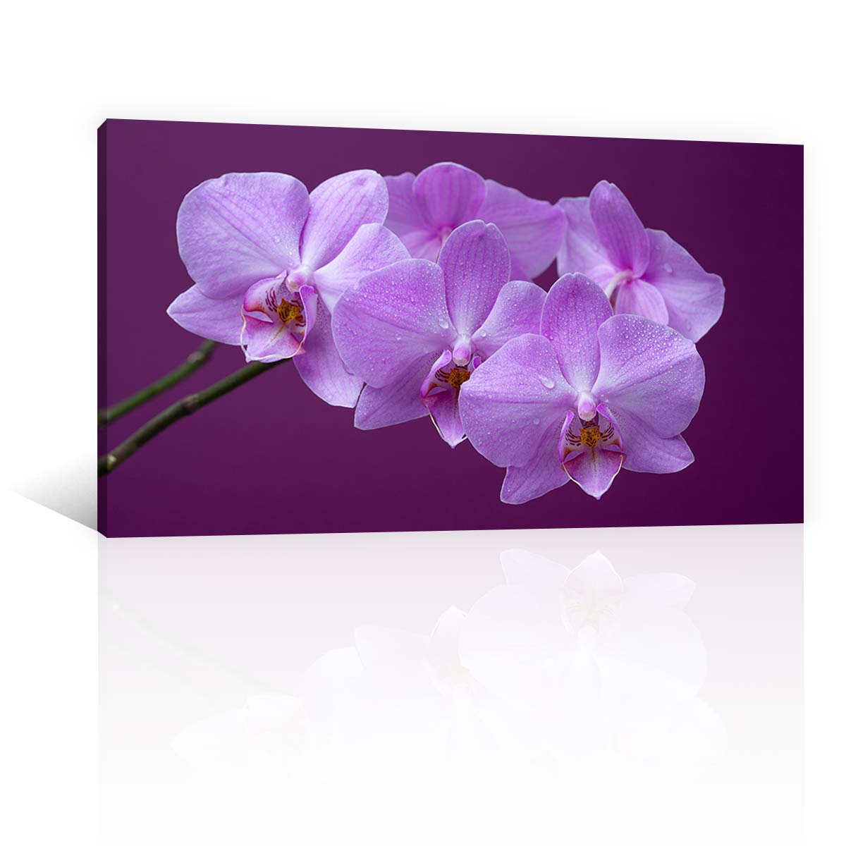 Orquideas Purpura