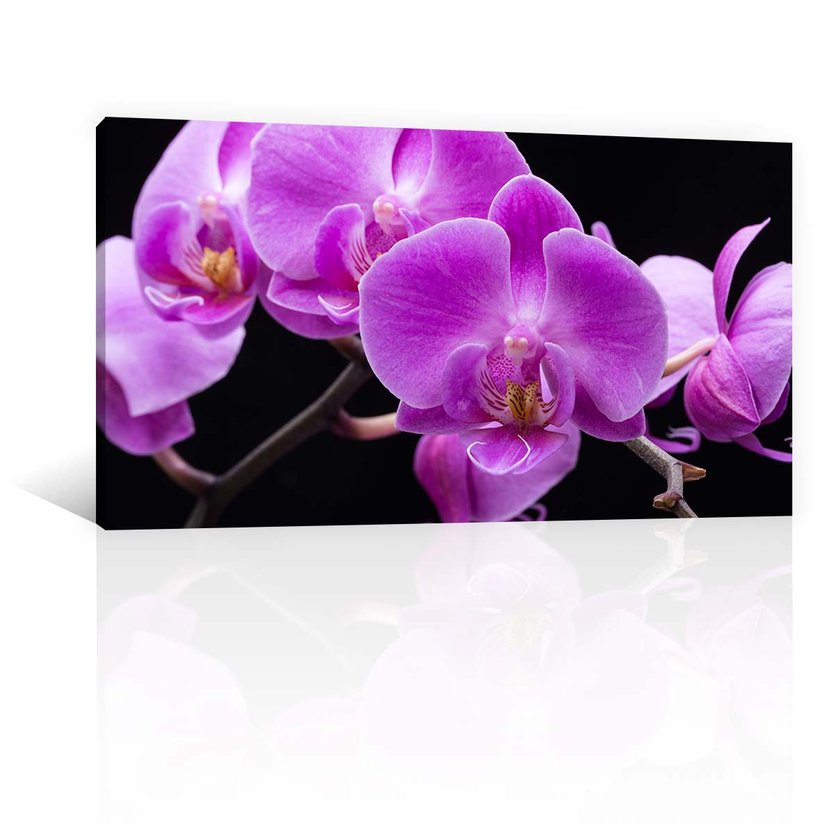 Orquideas Violeta