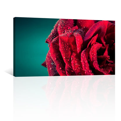 Rosa Roja con Gotas