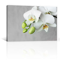 Flores Orquidea