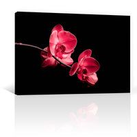 Orquidea en Negro