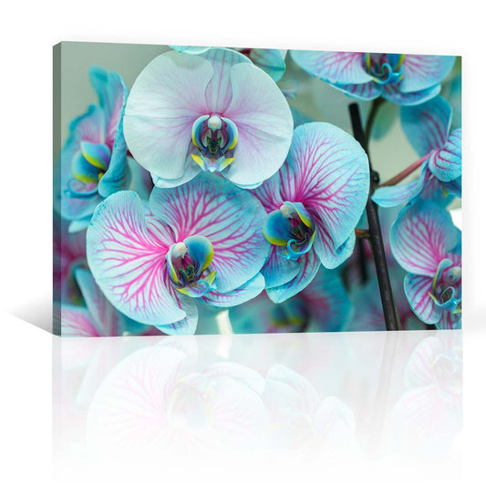 Orquídeas Azules claro