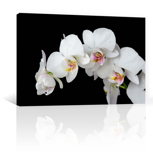 Orquideas Blancas