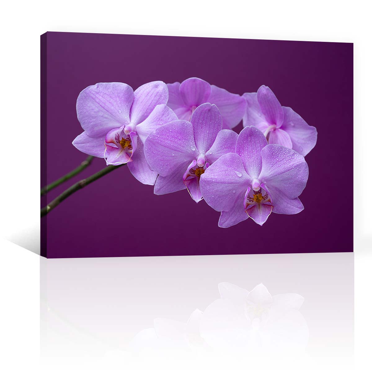 Orquideas Purpura