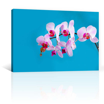 Orquideas Rosas