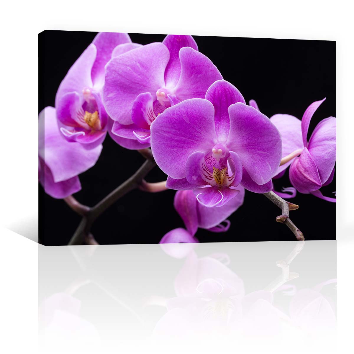 Orquideas Violeta