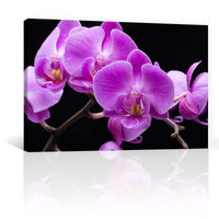 Orquideas Violeta