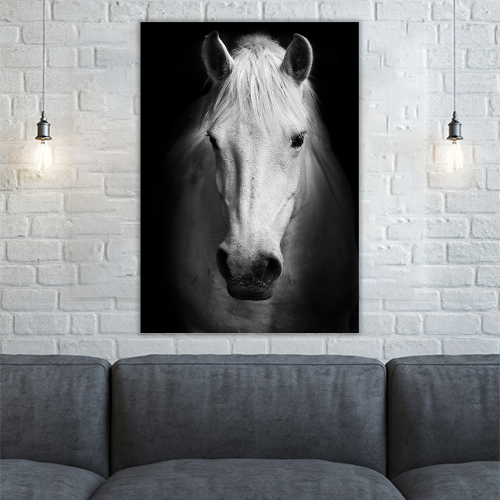 Portrait of a white Horse