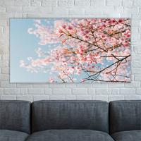 Pink Cherry Blossom