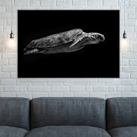 Sea Turtle Swimming in the Sea