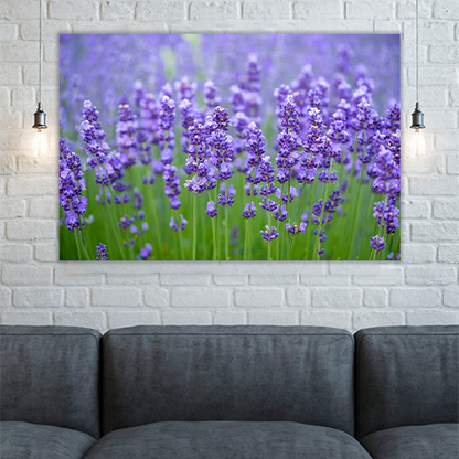 Meadow of lavander