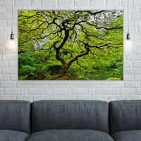 Old Japanese Maple