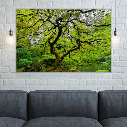 Old Japanese Maple