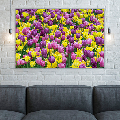 Bed of tulips