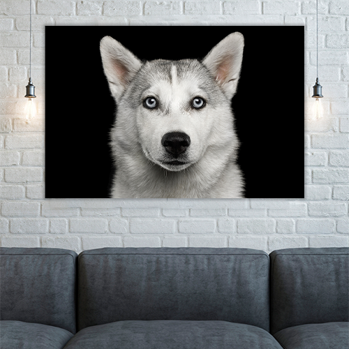 Husky in Black